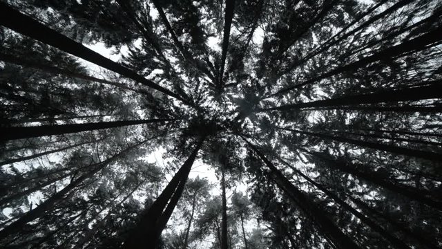 Top shot (reverse) - trees in winter