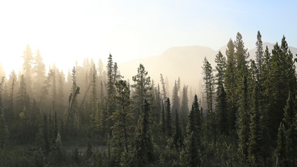 Misty tundra forest - obrazy, fototapety, plakaty