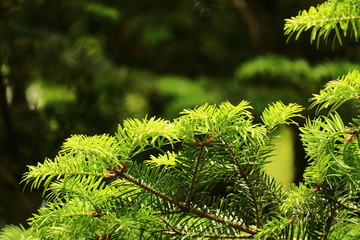 ラクウショウの新芽