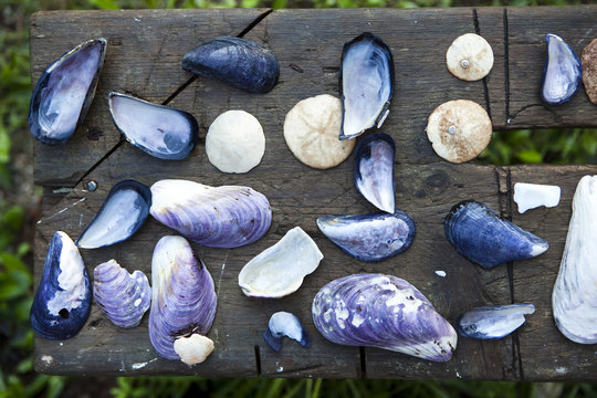 Purple mussels shells and sand dollars on a rustic bench of distressed wood.