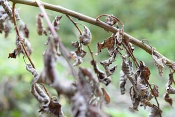 Verdörrte braune Blätter