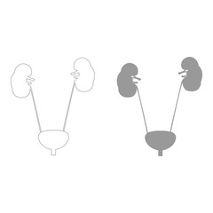 Bladder and kidney  the grey color icon .