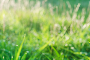 abstract blur feather grass in meadow in morning with sunlight spring and summer background.