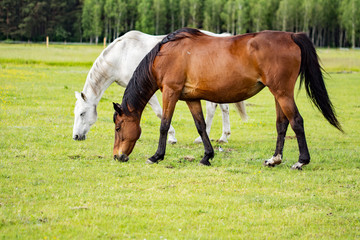 Naklejka na ściany i meble Bay horse and grey horse grazing on a meadow