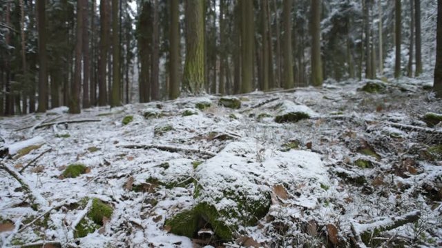 Forest graund with stones in winter