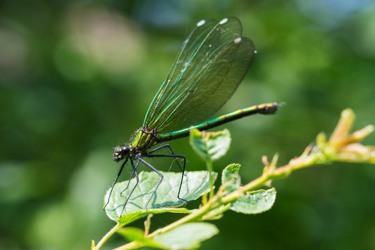 Closeup of green dragonfly sitting on a leaf