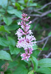 Fototapeta premium Flowering brushes of Hungarian lilac.