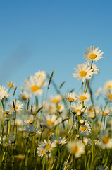 Obraz na płótnie Canvas Soft white daisies bloom in summer