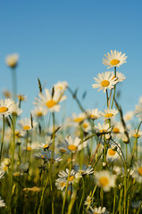 Fototapeta na wymiar Soft white daisies bloom in summer
