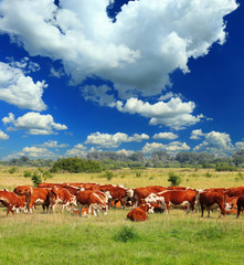 Calves on the field