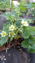 Strawberries in bloom