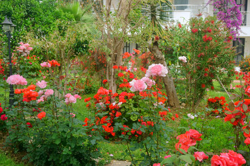 roses in the garden