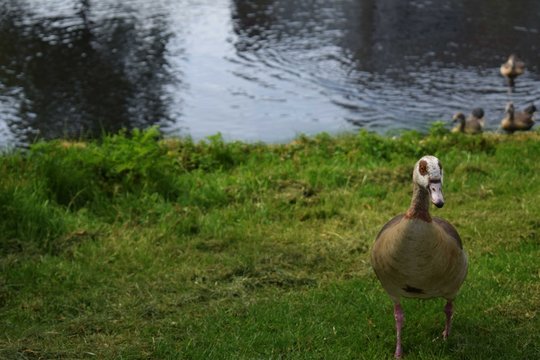 Nijlgans bij het meer