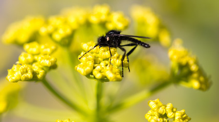 Black insect on a yellow flower in nature.