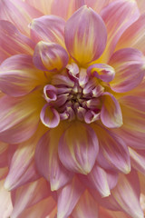 Macro of a pink dahlia.