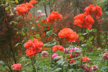 roses in the garden