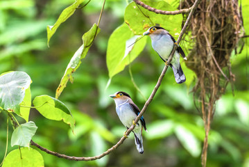 Silver-breasted Broadbill, birds standing on a branch in the nature.