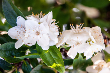 The inflorescences of jasmine