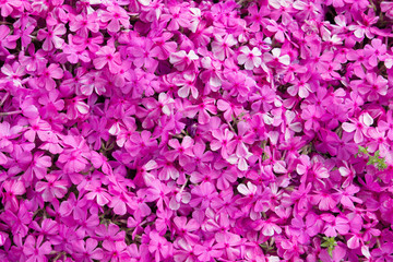 beautiful purple flower background