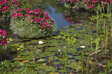 Beautiful flower garden with water lilies.
