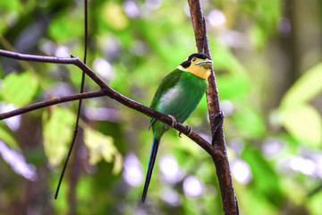 Long-tailed Broadbill, bird perching on a branch in the nature.