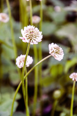 Flowering clover