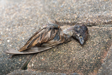 Dead little bird on the ground, and flies swarm on the body.