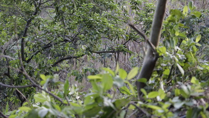 Fototapeta premium Floresta com suas folhagens secas