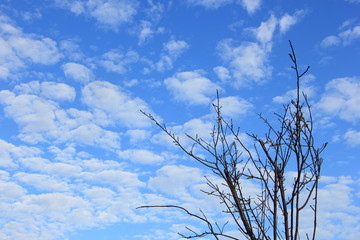 Dry tree branch and blue sky