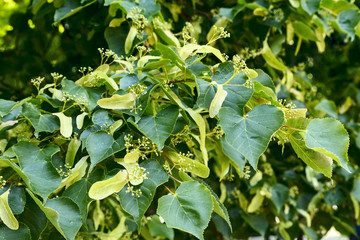 Leaves of Common Lime, Tilia Europeaea, tree in morning sunlight,