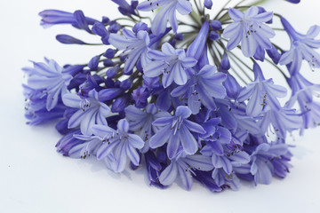 agapanthus,agapantus