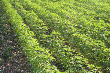 Piante di Canapa nel campo. Coltivazione di Cannabis Sativa illuminato dal sole