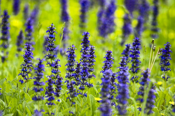 Flowers of ajuga reptans