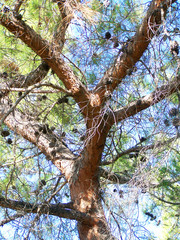 Fototapeta na wymiar Pine Tree