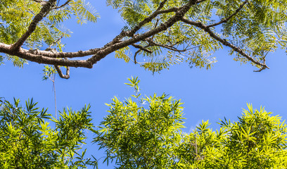 Céu azul com plantas.
