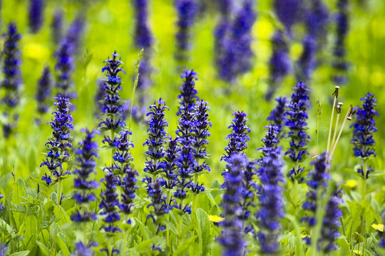 Flowers of ajuga reptans