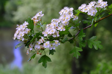 Crataegus monogyna Jacq.