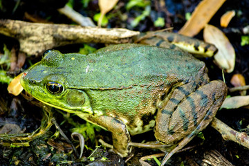 For-Mar Nature Preserve and Arboretum