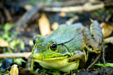 For-Mar Nature Preserve and Arboretum