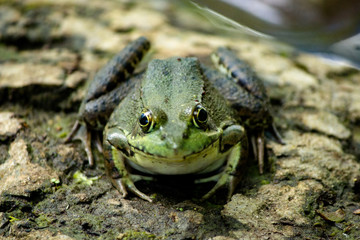 For-Mar Nature Preserve and Arboretum