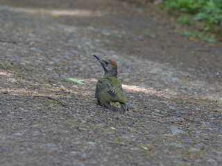 Grünspecht, aus dem Nest gefallen