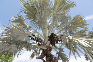 A Bismark Palm tree with a sizable cluster of dark brown ovoid drupes. The tree is native to Madagascar