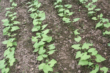 Giovani piante di Fagiolo crescono nel terreno