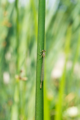  Libelle (Odonata) an grüner Pflanze 