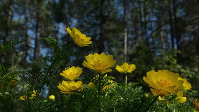 Yellow flowers of Adonis (Adonis vernalis). In the wild nature of the Altai Mountains.

