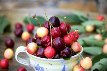 frisch gepflückte Kirschen in einer großen Tasse 