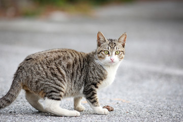 猫　沖縄
