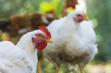 Chickens walking on the farm