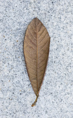 Dried kiwi leaf
