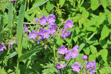 Beautiful wild geranium in the forest, in the  Salzburger Land, Austria, Europe.